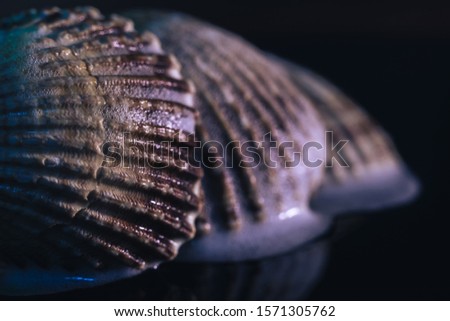Close up Beautiful seashells on a black background texture. Macro photography view. 