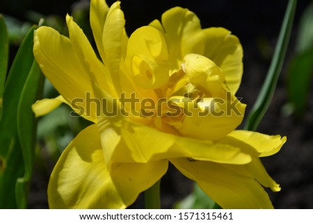 The peony yellow tulip in the garden. Bright flower in the spring