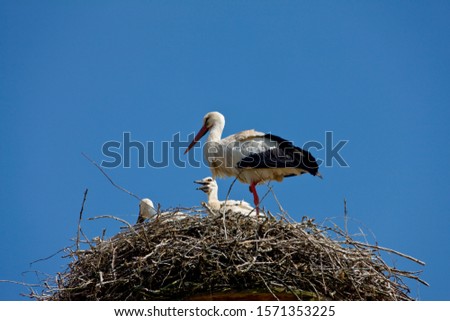 White Stork, Ciconia ciconia, in nest