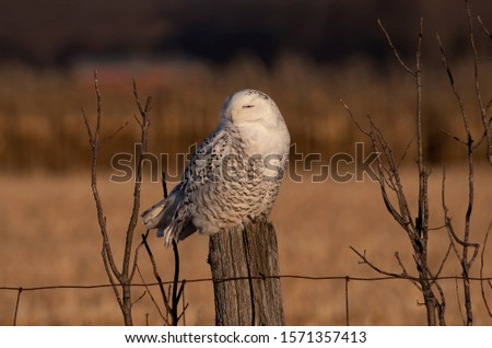 Snowy owl (Bubo scandiacus) perched on a post hunting at sunset in late autumn in Ottawa, Canada
