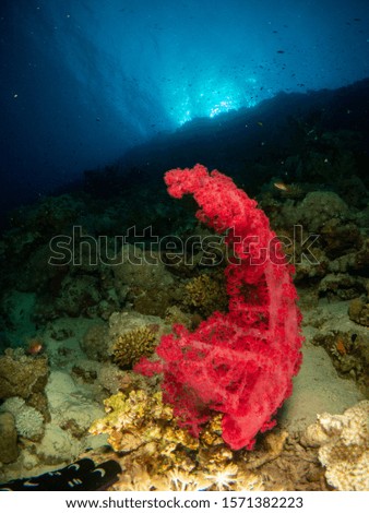 seabed in the red sea with coral and fish
