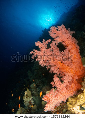 seabed in the red sea with coral and fish
