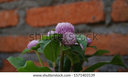 Purple Globe Amaranth atau Bachelor Button at the garden in the morning 