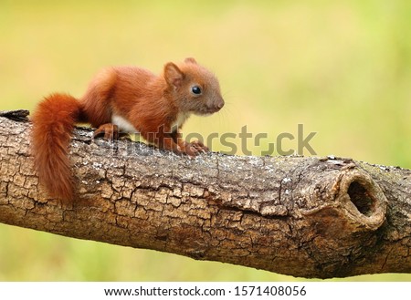 Little baby squirrel Sciurus vulgaris Royalty-Free Stock Photo #1571408056