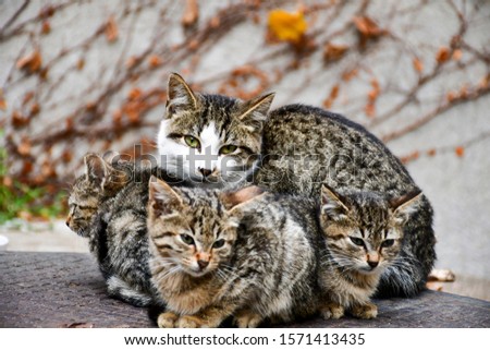 Beautiful family of  homeless    stray street feral  cats   with amazing green eyes in an autumn garden looking at the camera. 
