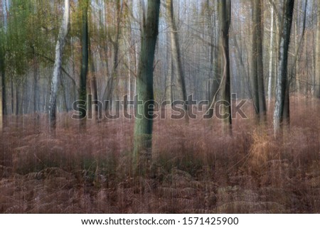This picture is taken in the "Kravaal" forest at Aalst.