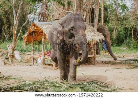 An elephant eating fresh palm leaf in elephant care samui, Thailand. Elephant enjoying food at elephant camp in Thailand.