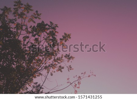 The silhouette of the tree against the floor of the scene in the evening sky.