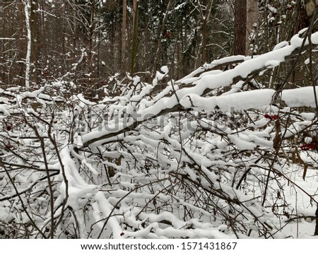 snow on trees in the forest