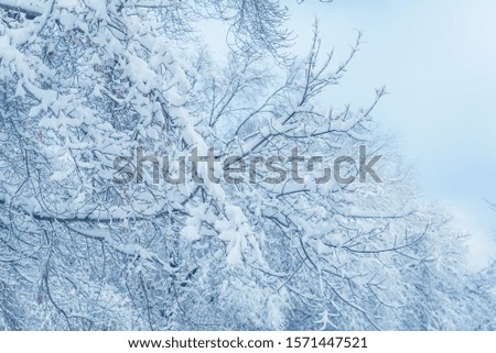 winter, snow on the branches of a tree, patterns
Branches of bushes in the snow in winter in cloudy snowy weather.