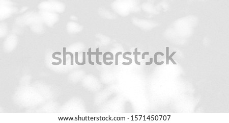 Abstract Shadow. blurred background. gray leaves that reflect concrete walls on a white wall surface for blurred backgrounds and monochrome wallpapers