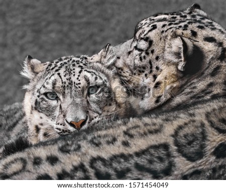 Profile Portrait of a Snow Leopard Pair Cuddling Against a Mottled Gray Background