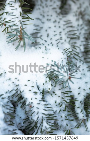 Fir branches, snow landscape, snow trees
