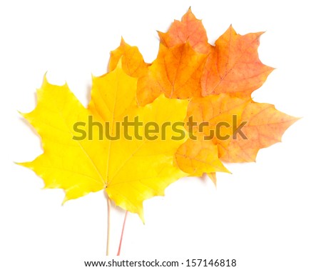 collection beautiful colorful autumn leaves isolated on white background 