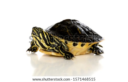 Slow pet. A turtle looking up isolated on a white background