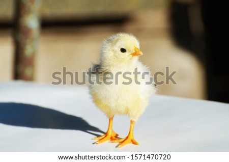 Close up yellow cute chick , farming,photo 