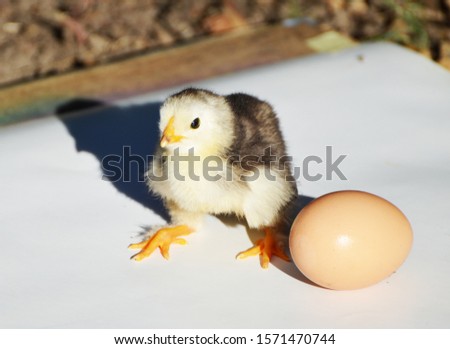 Close up yellow cute chick , farming,photo 