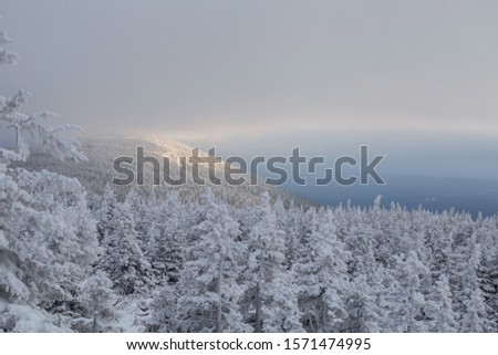on top of the mountain, beautiful clouds, winter expanses, snow-white Christmas trees