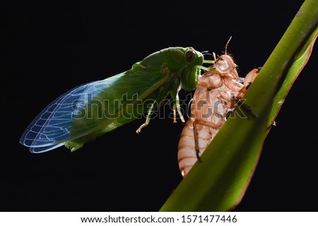 Cicada Molting Phase Macro Photography
