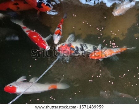 koi fish in ponds with fish food gather in an isolated waterfall background and light reflection