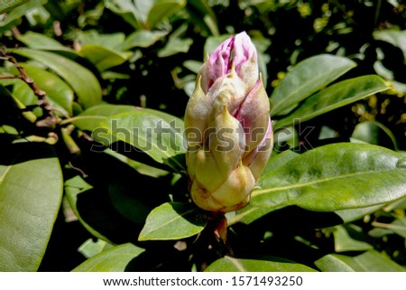 Spring flower on a magnolia tree against the background of the garden. Nature