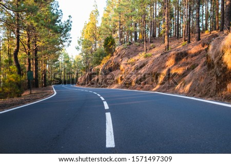 road in the forest without cars