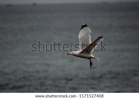 A closeup shot of a seagull flying low over the sea level