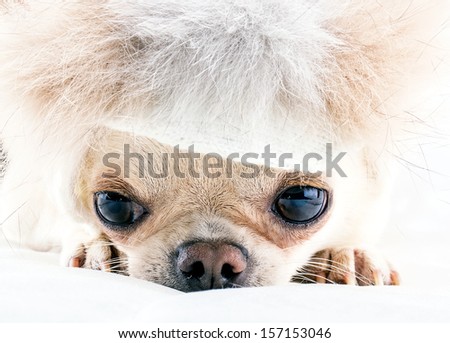 small chihuahua in fur cap close up picture