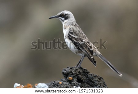 San Cristobal Mockingbird (Mimus melanotis) on the Galapagos islands, Ecuador. Also known as Chatham mockingbird.