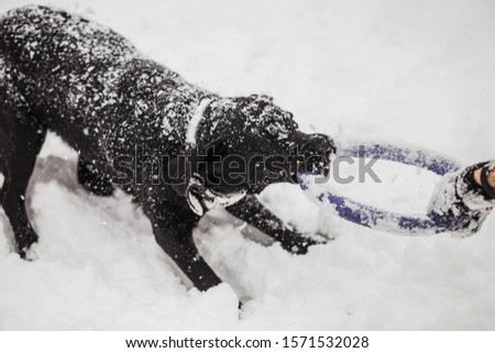 Happy black healthy labrador playing in winter snowy park outdoor. Horizontal color photography.