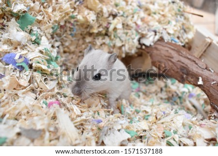 Photo of Gerbil(s) in a colourful cage