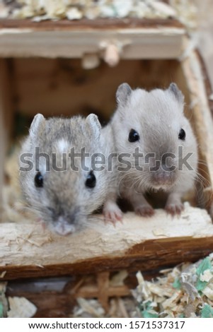 Photo of Gerbil(s) in a colourful cage
