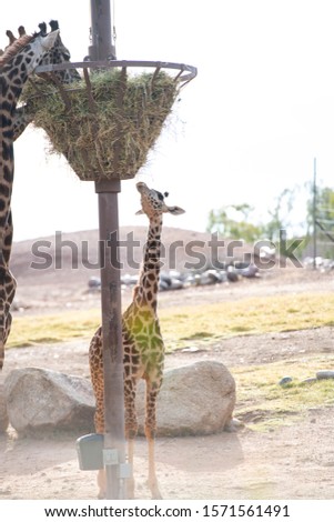 Masai Giraffe Baby Hanging out With Adults