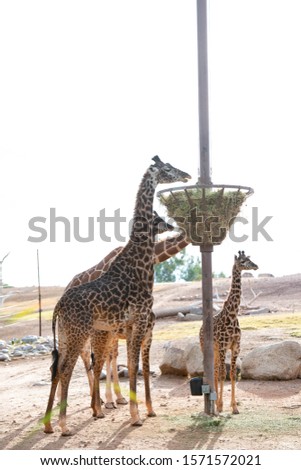 Masai and Reticulated Giraffe Females of Various Ages Eating Hay 