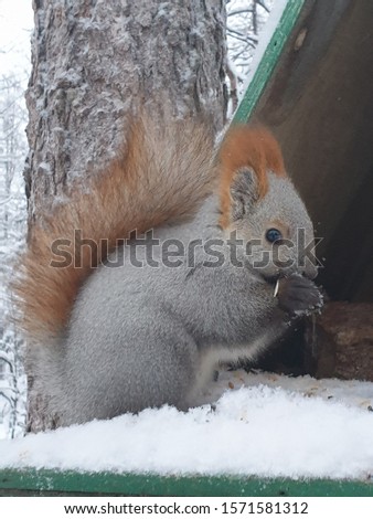 Winter dining in the forest. Squirrel came to dinner at the feeding trough. Close-up
