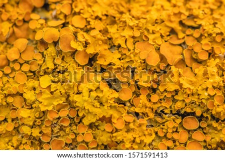 High resolution macro. Abstract background texture of Mold on a tree bark