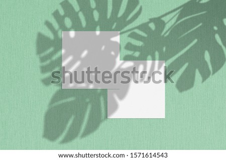 Business card Mockup. Natural overlay lighting shadows the monstera leaves. Square business cards. Scene of Leaf Shadows on mint background.