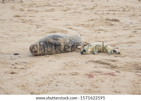 A mother grey seal with her fluffy newborn baby on the golden sand of Horsey Gap beach, North Norfolk, UK
