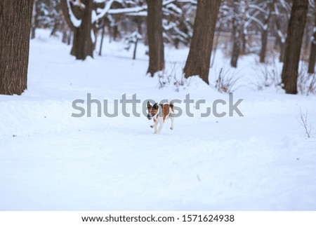 Fox terrier playing at the winter park in a snow