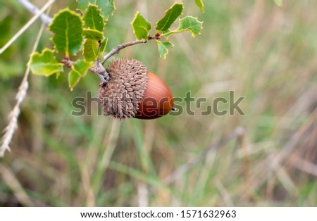 acorn on branch with hood and blurred background