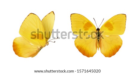 Two beautiful yellow butterflies Phoebis philea isolated on white background. Butterfly with spread wings and in flight.