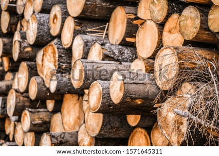 Forest pine and spruce trees. Log trunks pile,  the logging timber wood industry.
