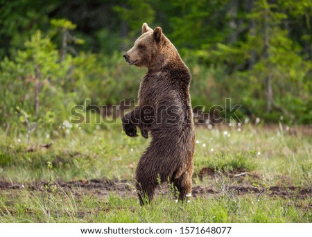 Brown bear in a forest glade is standing on its hind legs. White Nights. Summer. Finland.