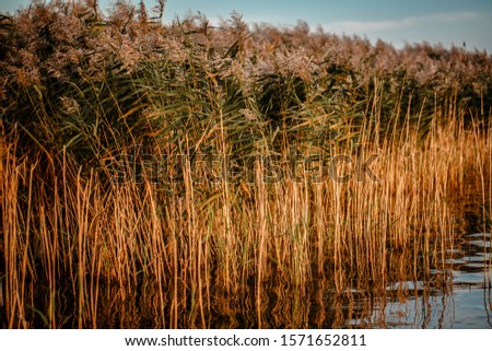 Reed at the lake of the sewage fields