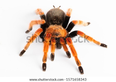 Tropical spider - Tarantula - Brachypelma Emilia