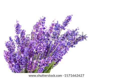 Beautiful blossoming lavender closeup on a white background, copy space for your text Royalty-Free Stock Photo #1571662627