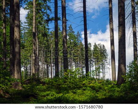 Mountain spruce forest - a dark forest of one species typical of low mountains