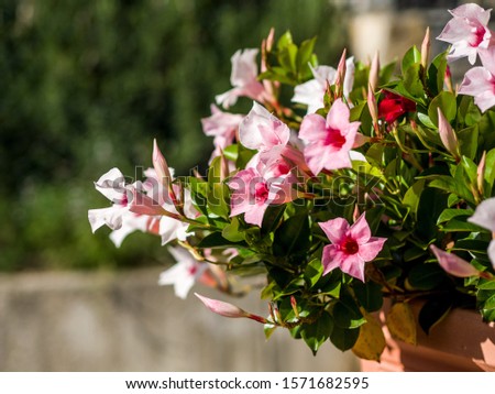 pink flowers in a flowerpot