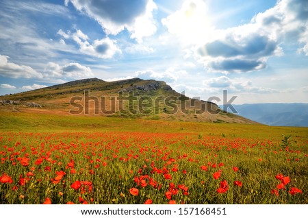 field with blooming poppies in the mountains. natural composition