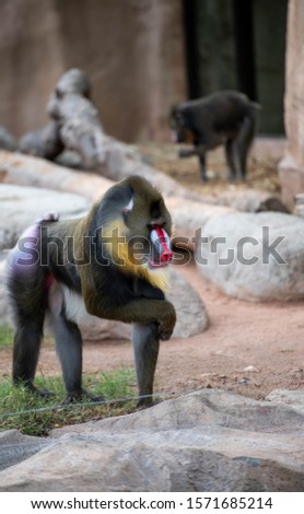 Young Male Mandrill Relaxing on Rocks